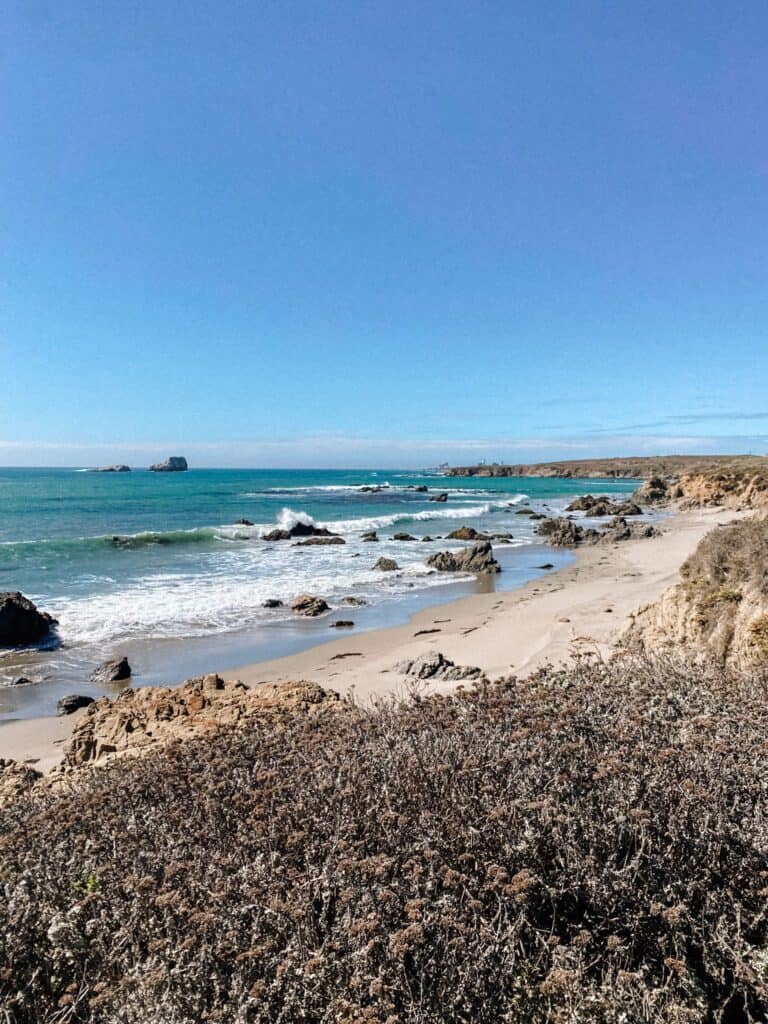 Seals on California Coast