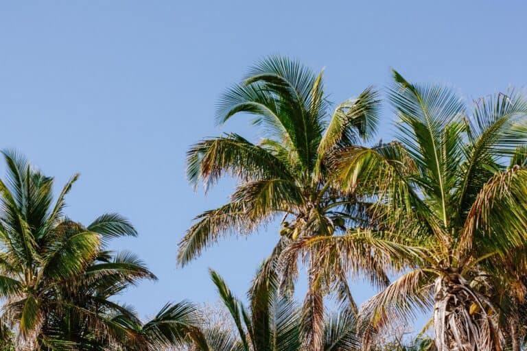 Tulum palm trees