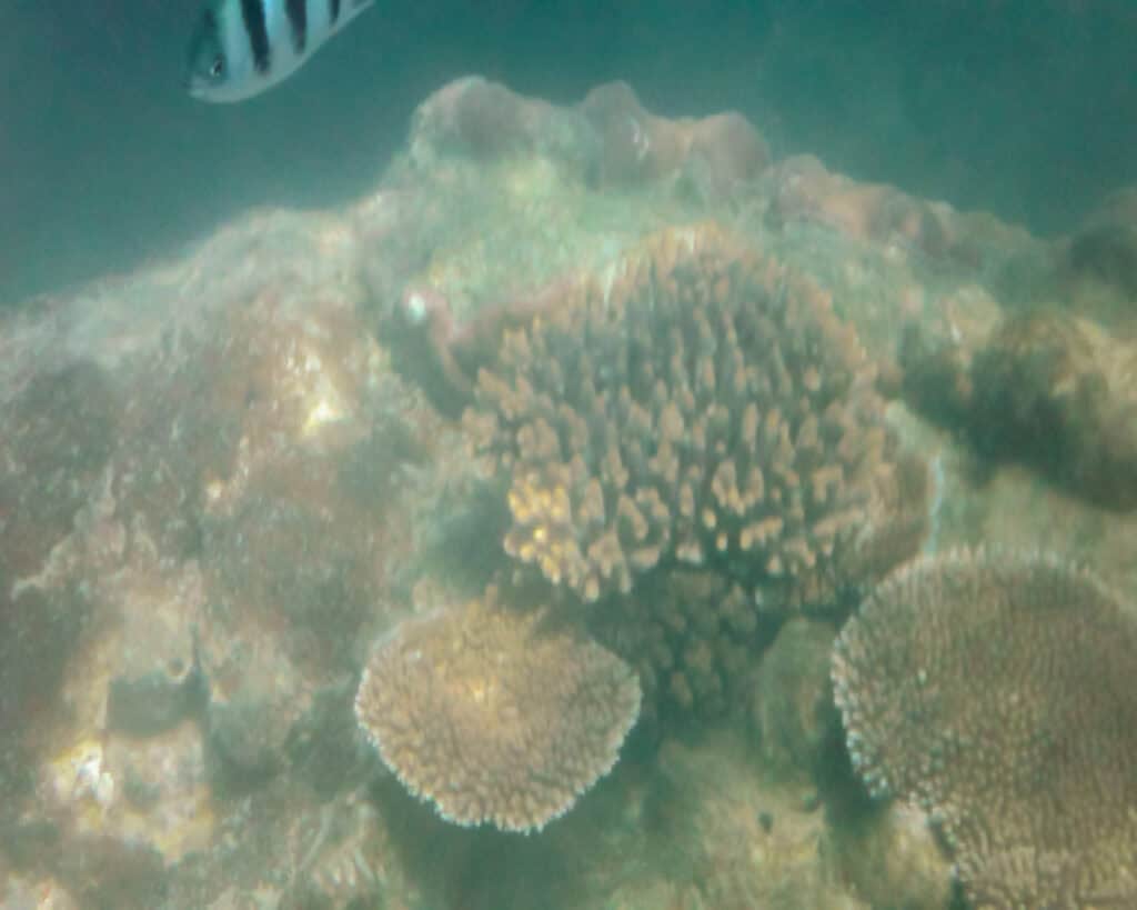 Reef near the Whitsundays