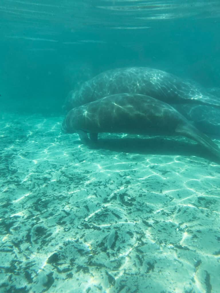 baby and mama manatee