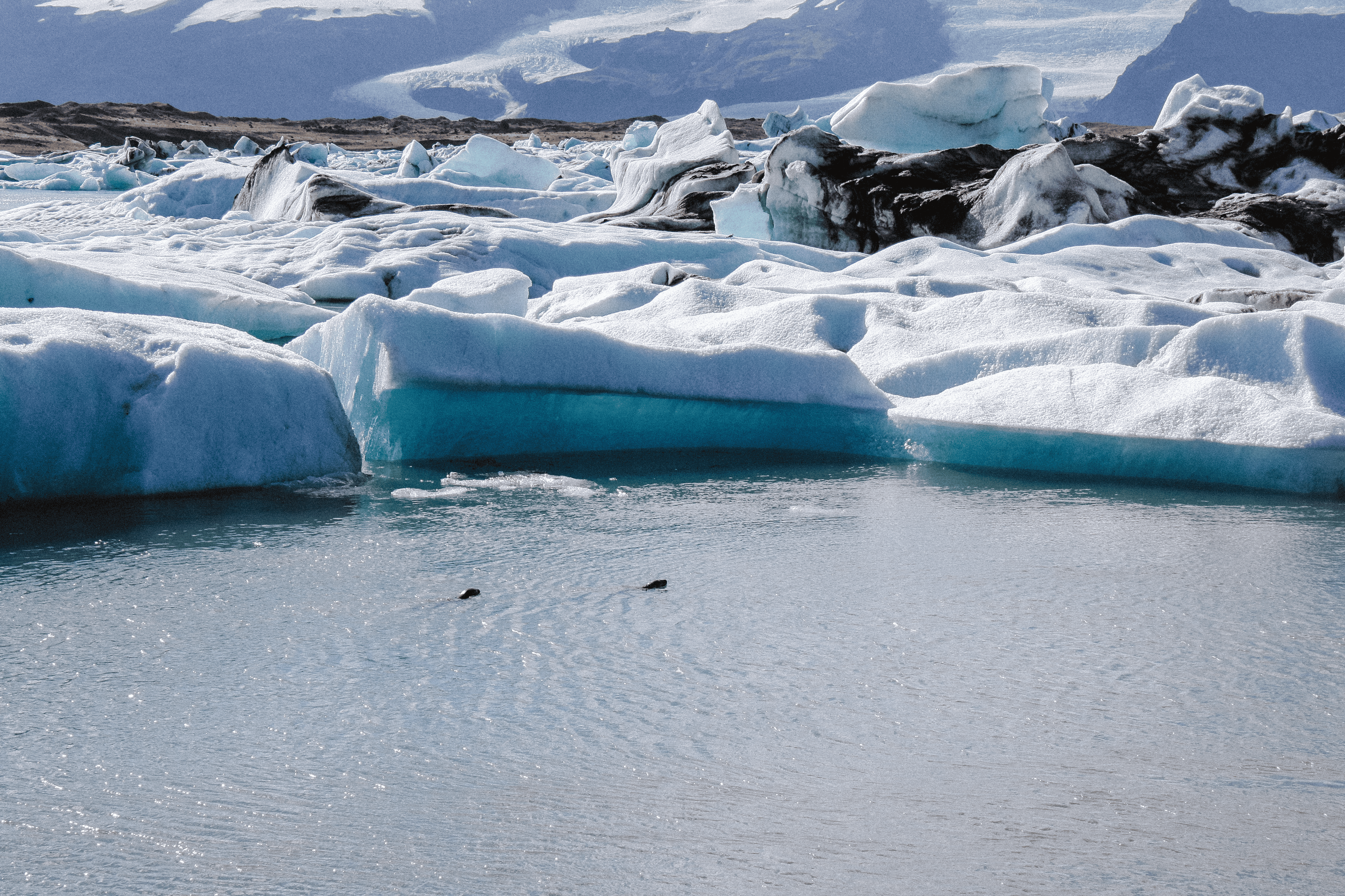 seals in Glacial Lagoon, Iceland