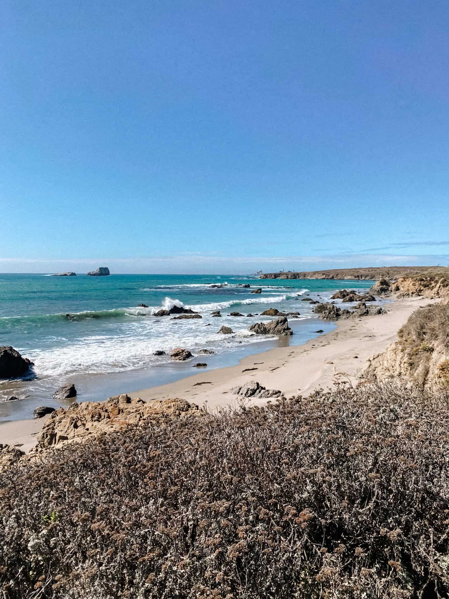 Seals on California Coast