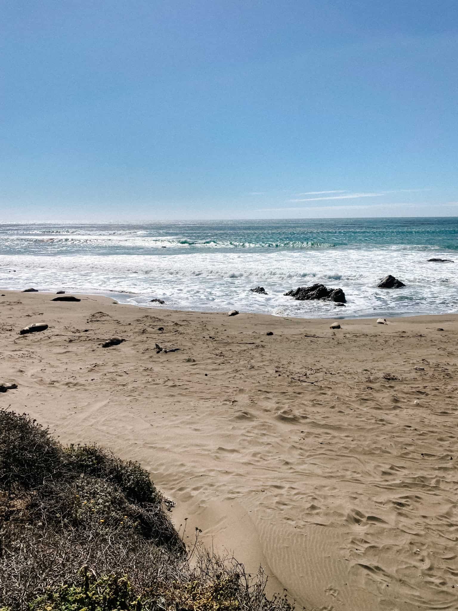 Seals in California