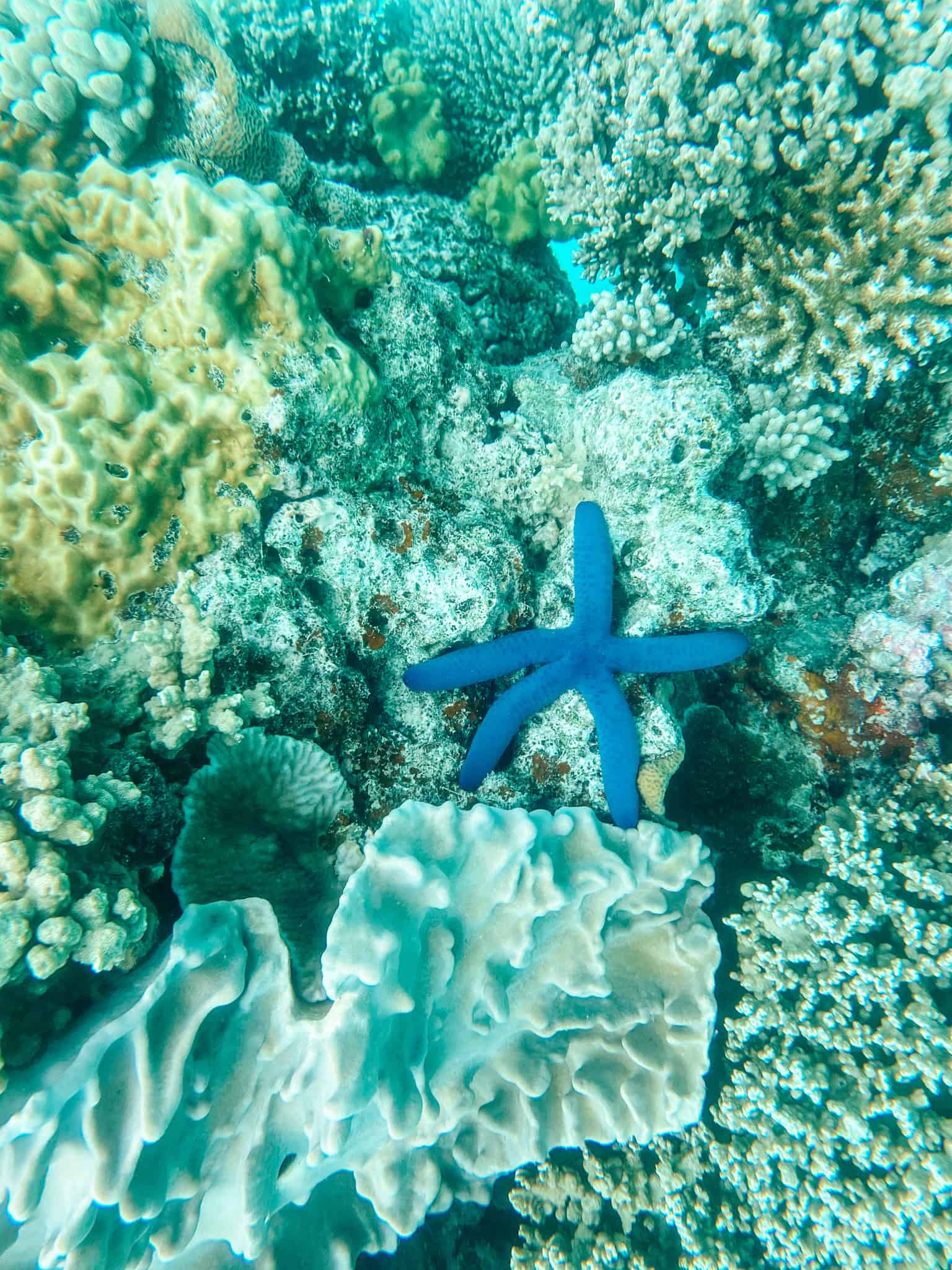 Starfish in Fiji