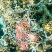 How to See the Great Barrier Reef on a Budget | It’s Possible!