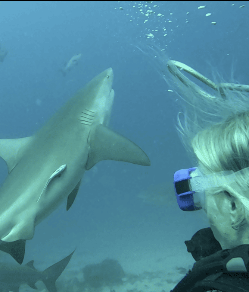 Bull Shark Dive Fiji, Barefoot Kuata Resort, Fiji