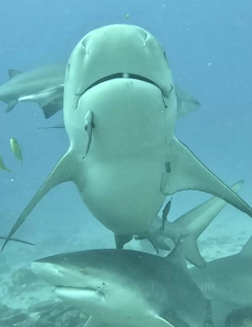 Bull Shark Dive, Barefoot Kuata Resort