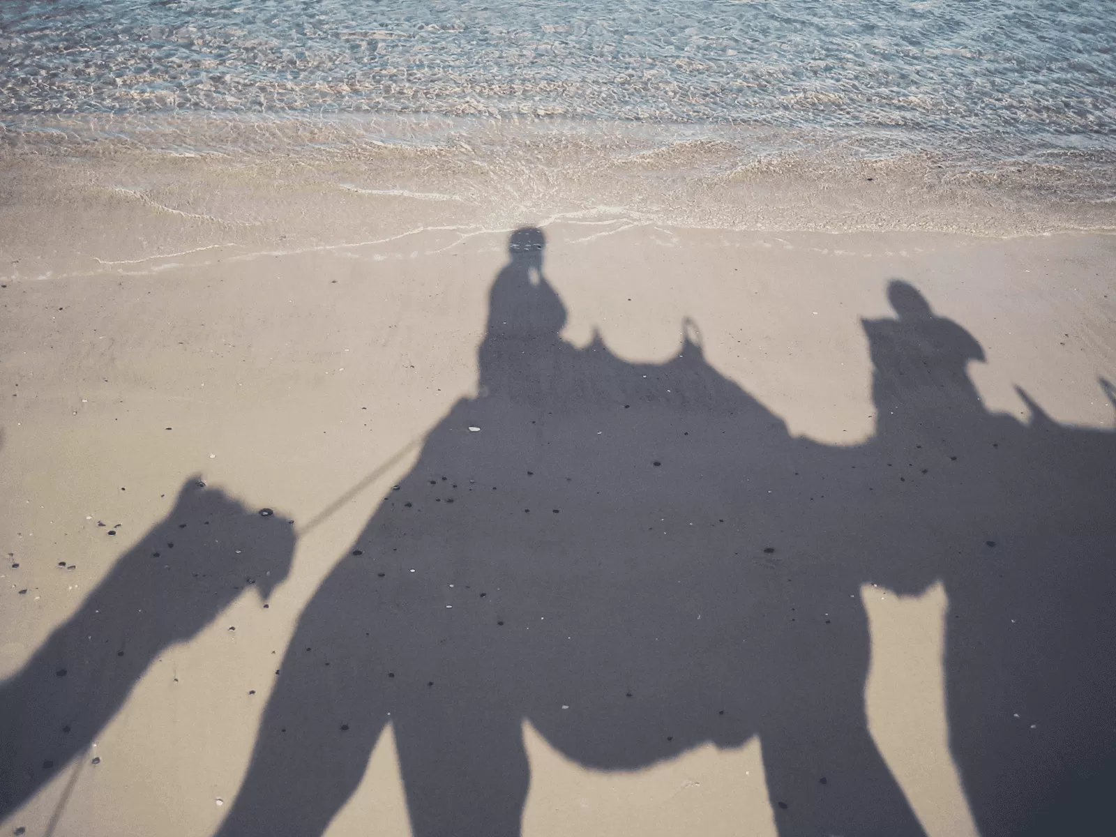 camel ride, port macquarie, new south wales, australia