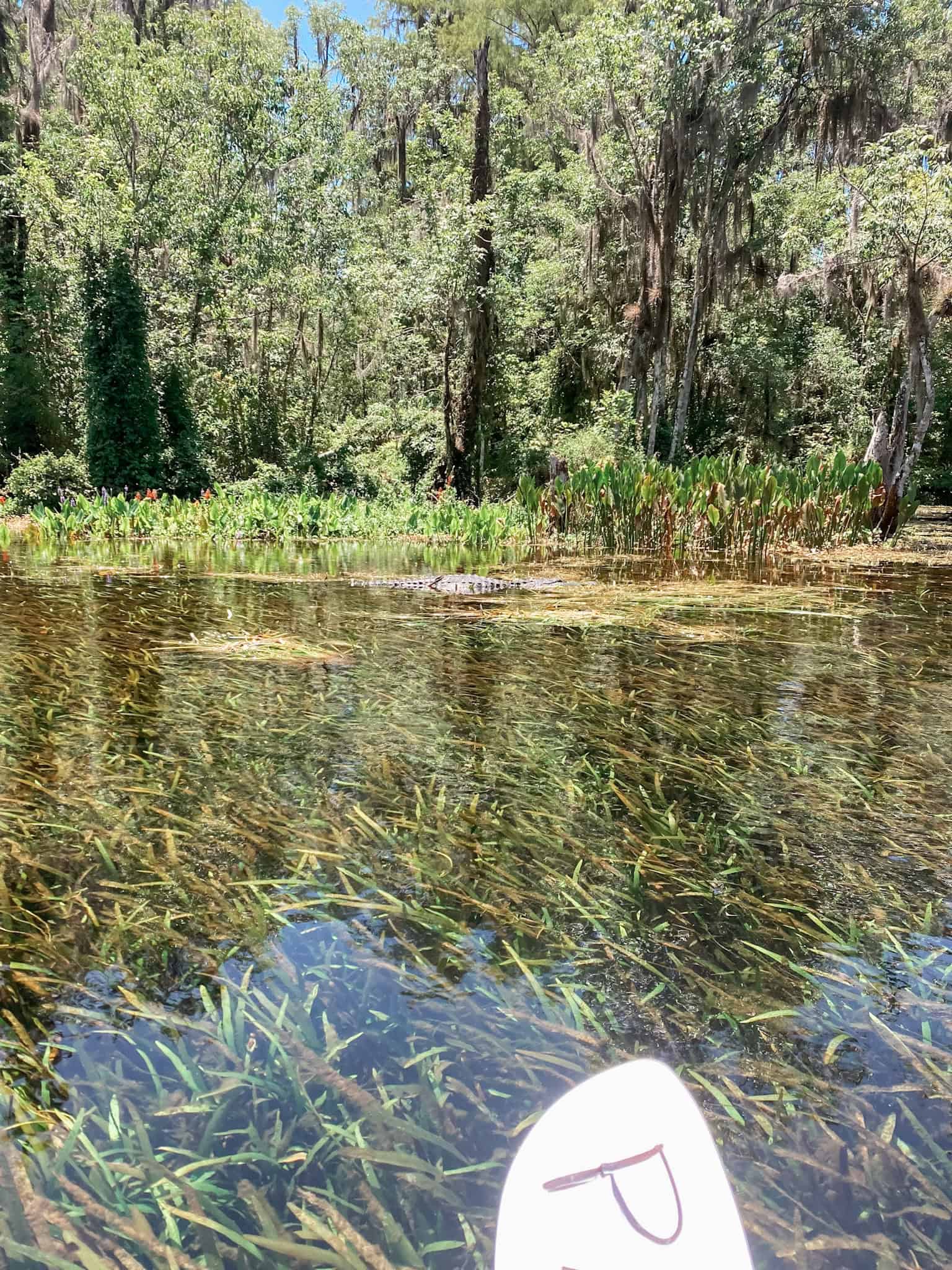 gator at silver springs, Florida