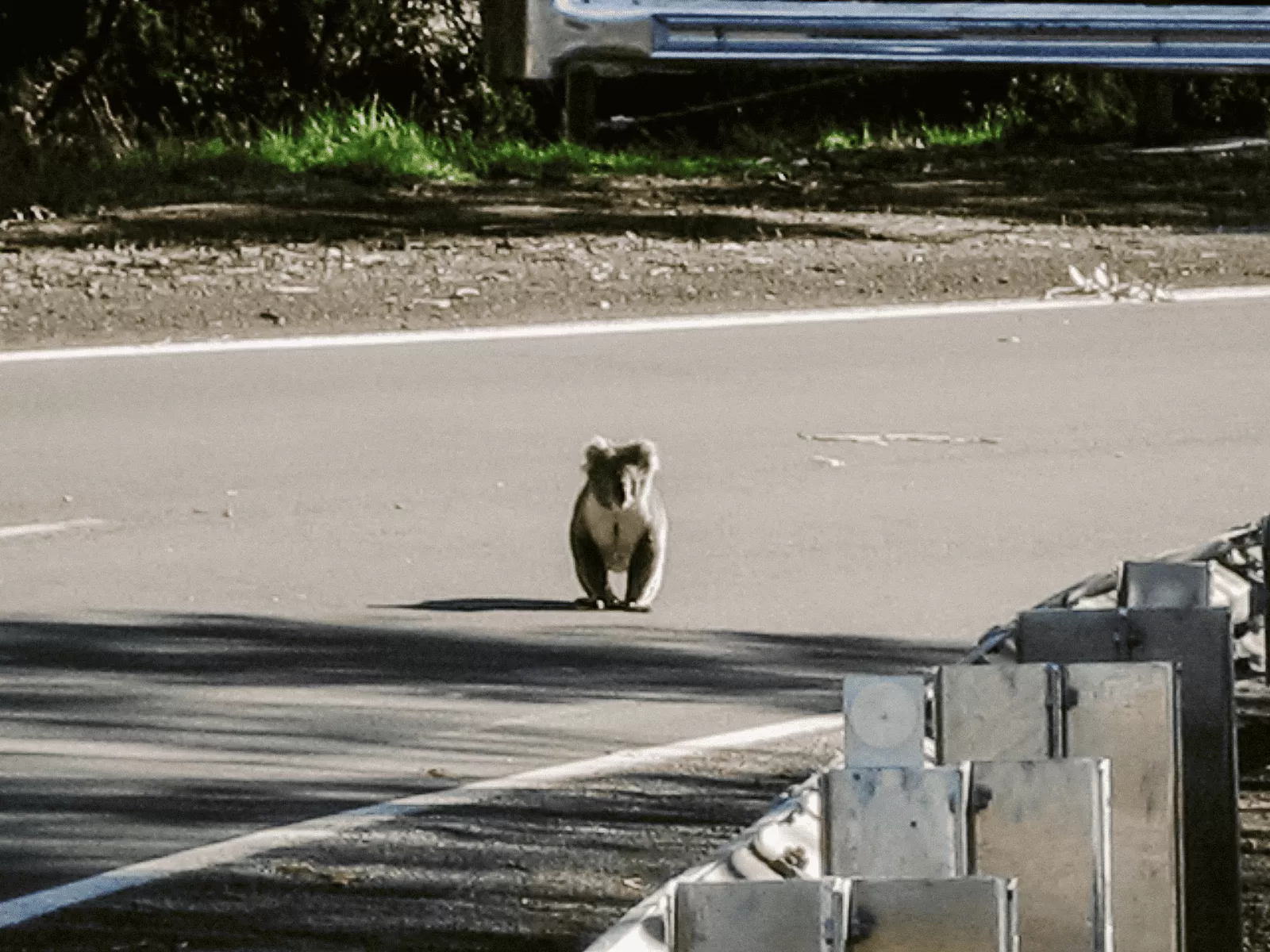 koala on road, Australia