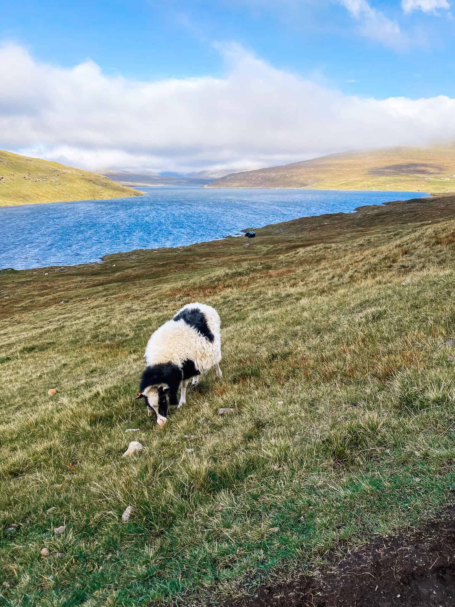 lake over ocean hike, Faroe Islands sheep