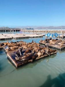 2 days in san francisco sea lions