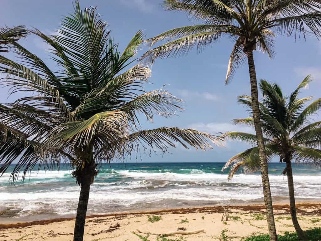 barbados east coast palm trees; gift ideas for travel lovers