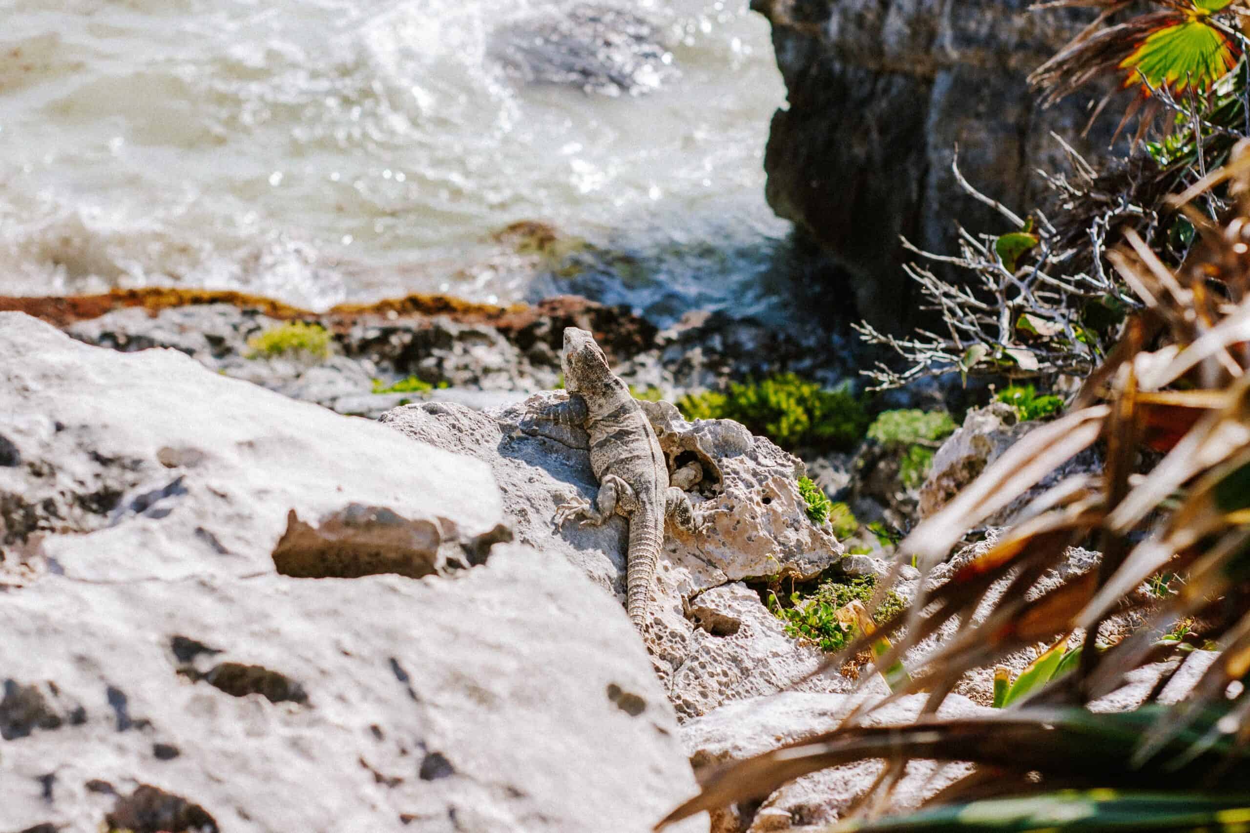 iguana in tulum