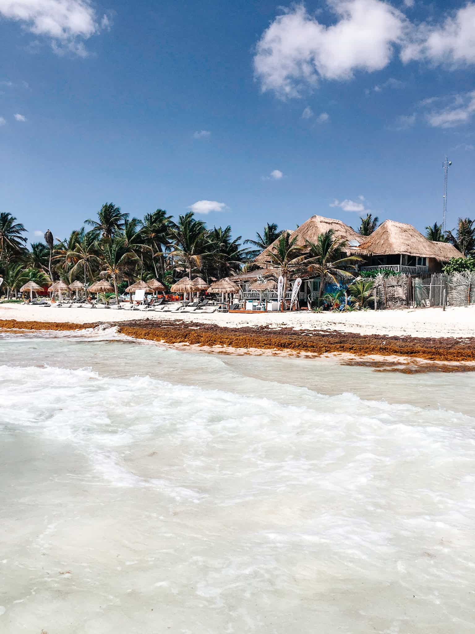 tulum seaweed