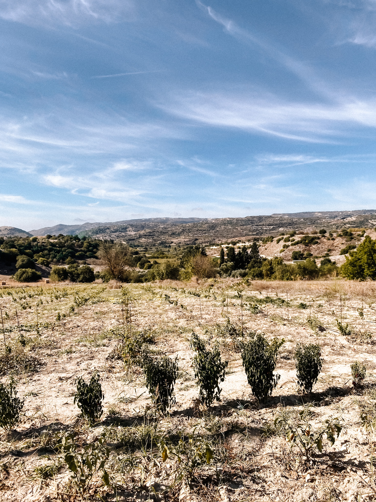 Winery; 6 days in Cyprus