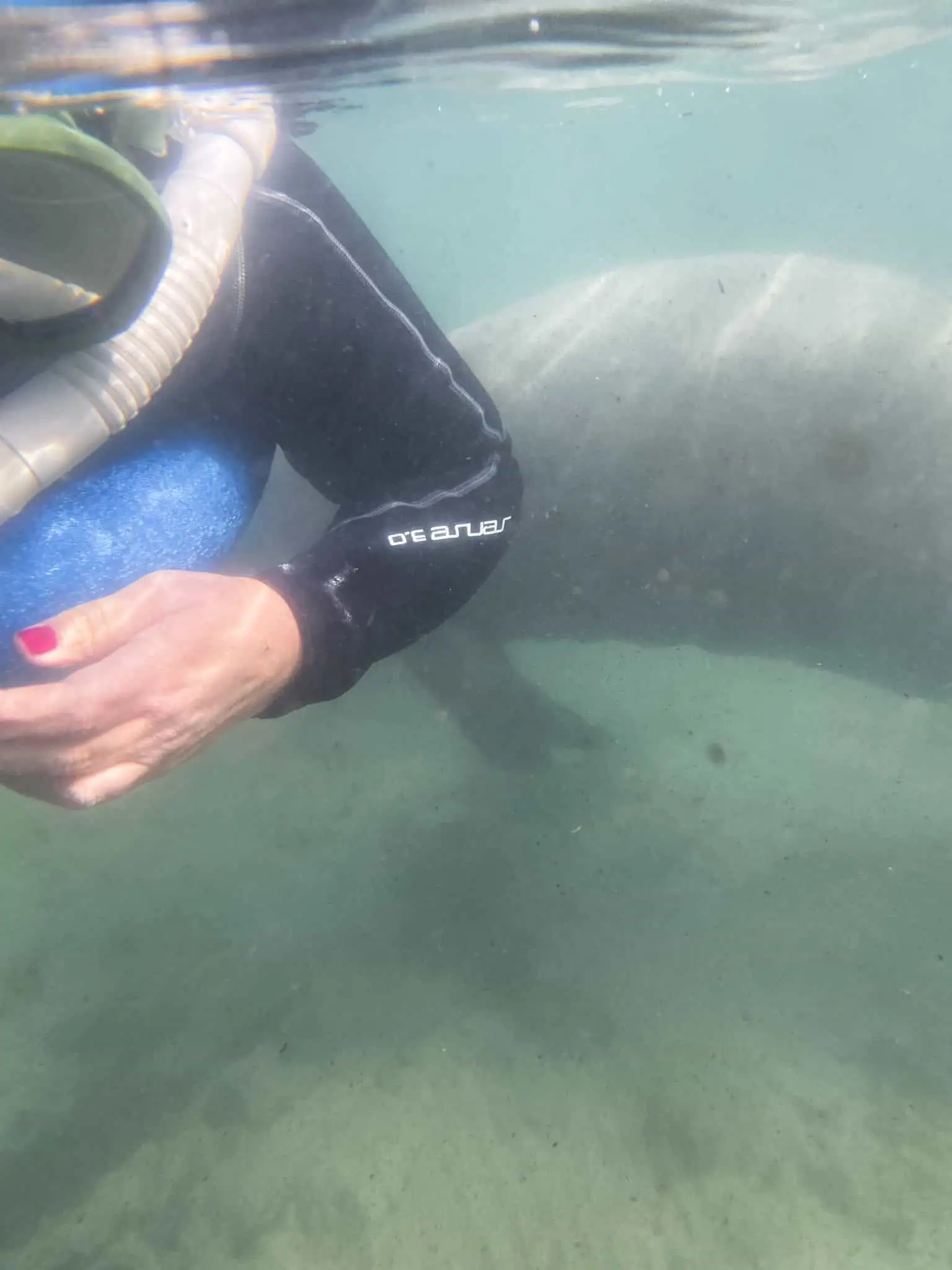 A manatee and me swimming in Florida