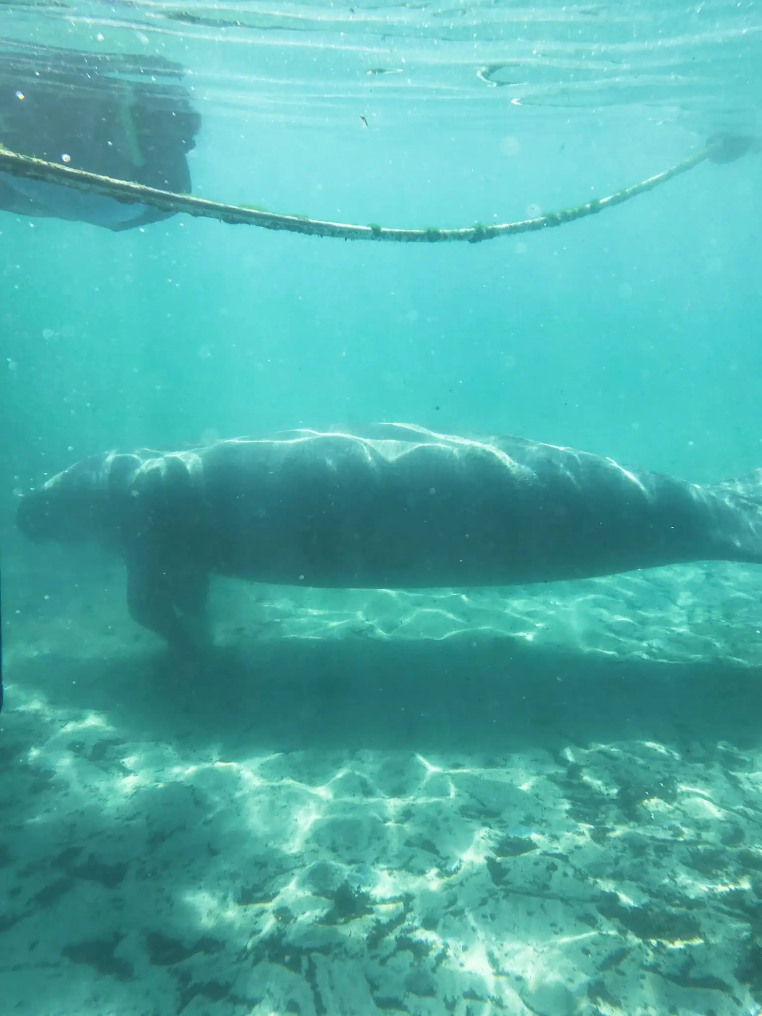 Florida manatee inside protected area