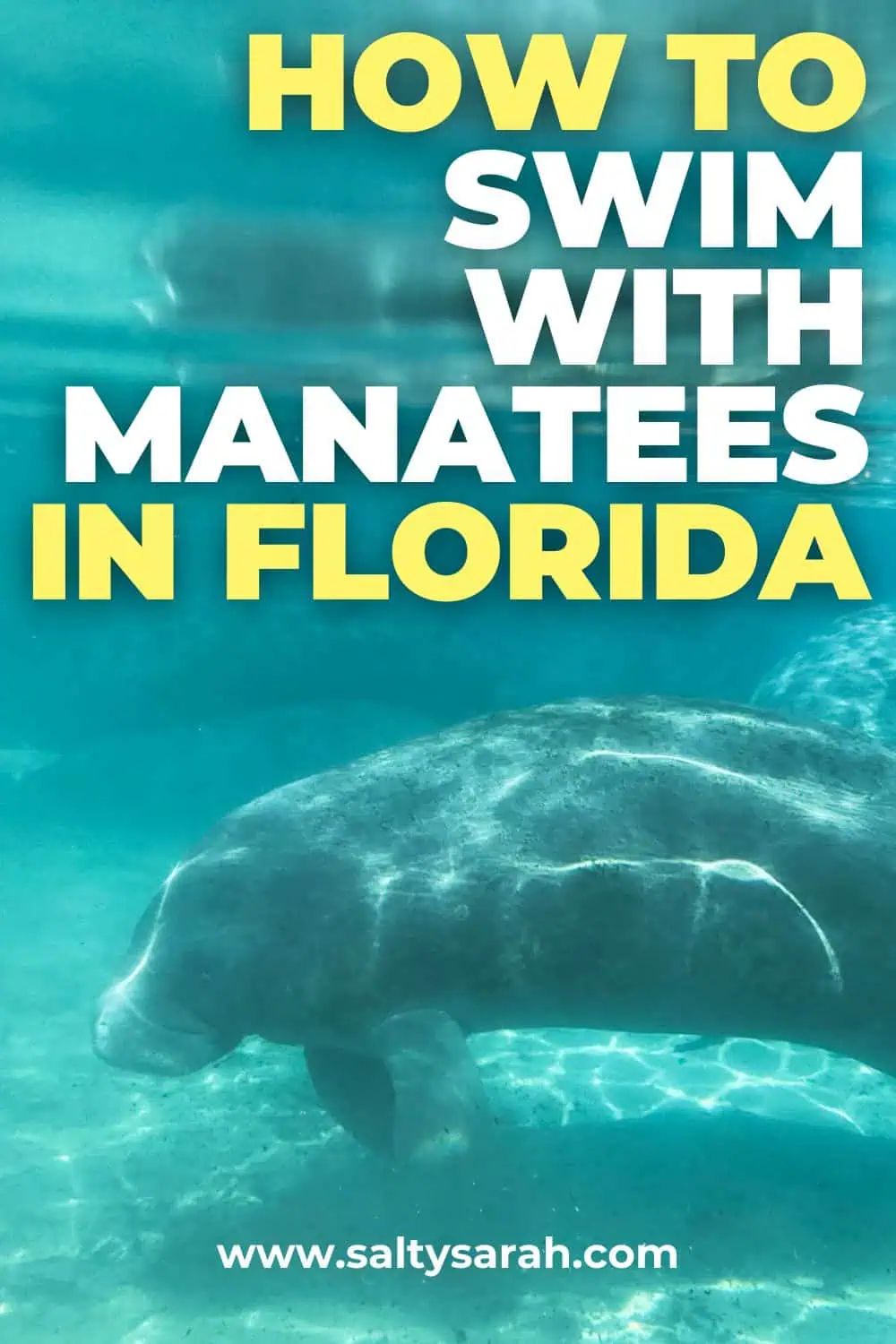 How to Swim with Manatees in Florida Pin