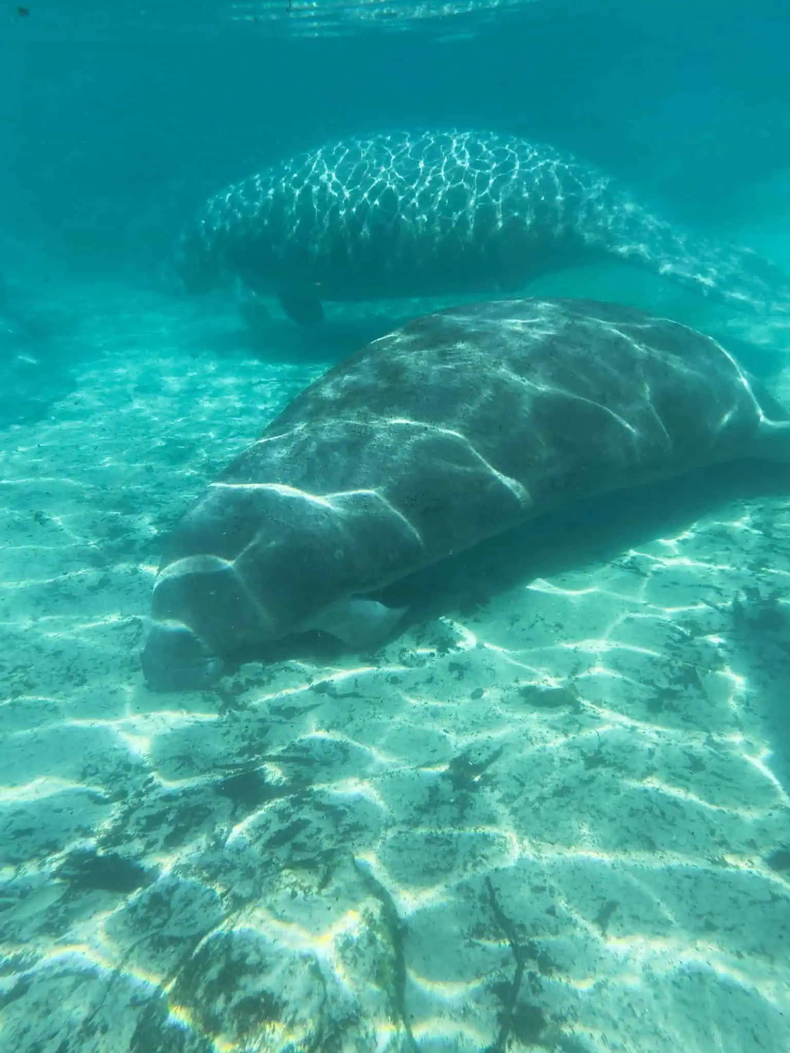 How to Swim with Manatees in Florida