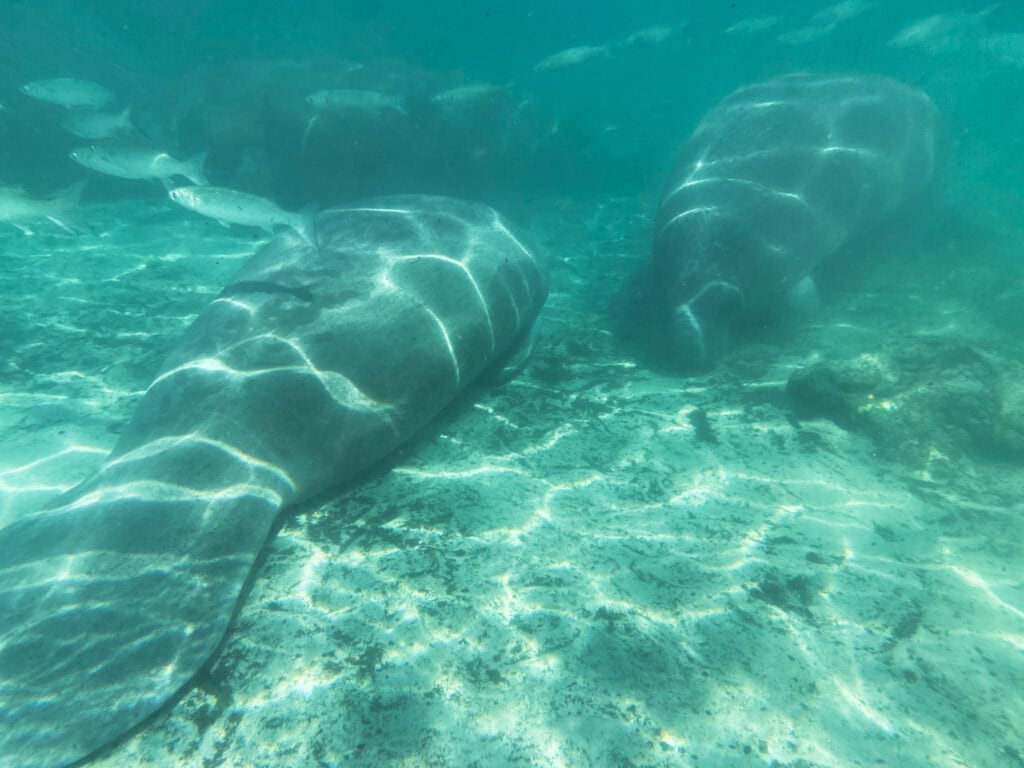 Manatees and fish