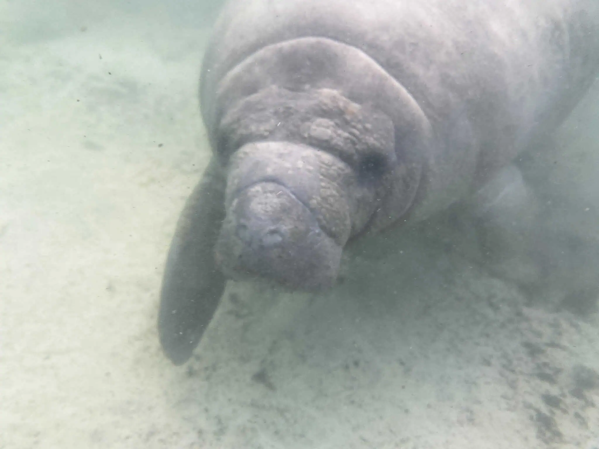 face of a manatee - How to Swim with Manatees in Florida