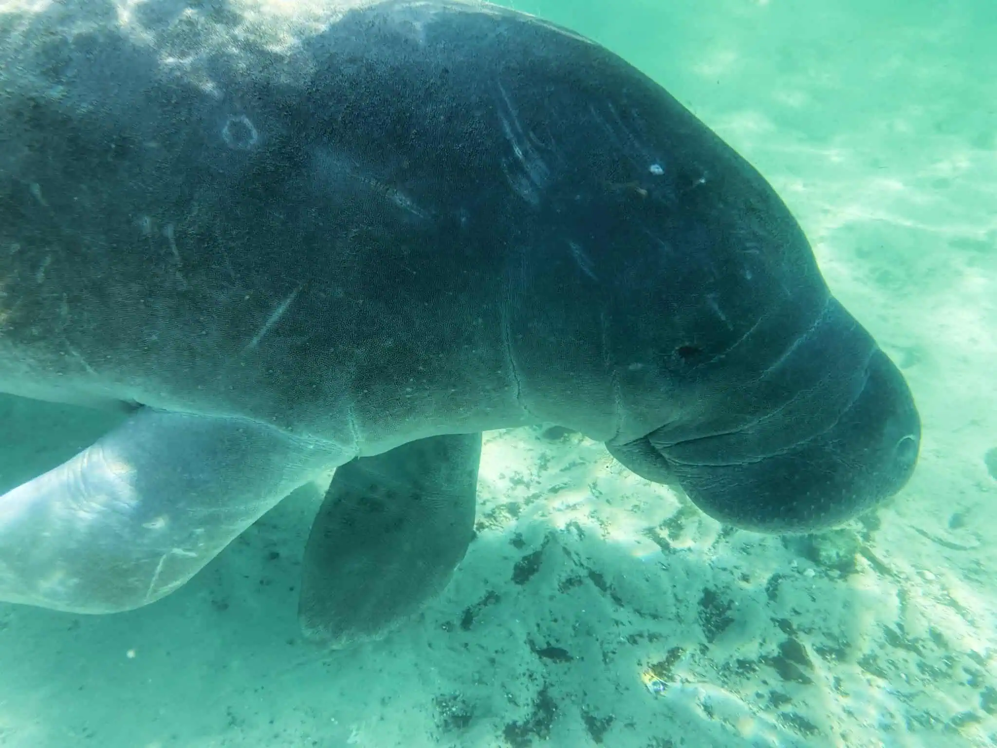 manatee in Florida - How to Swim with Manatees in Florida