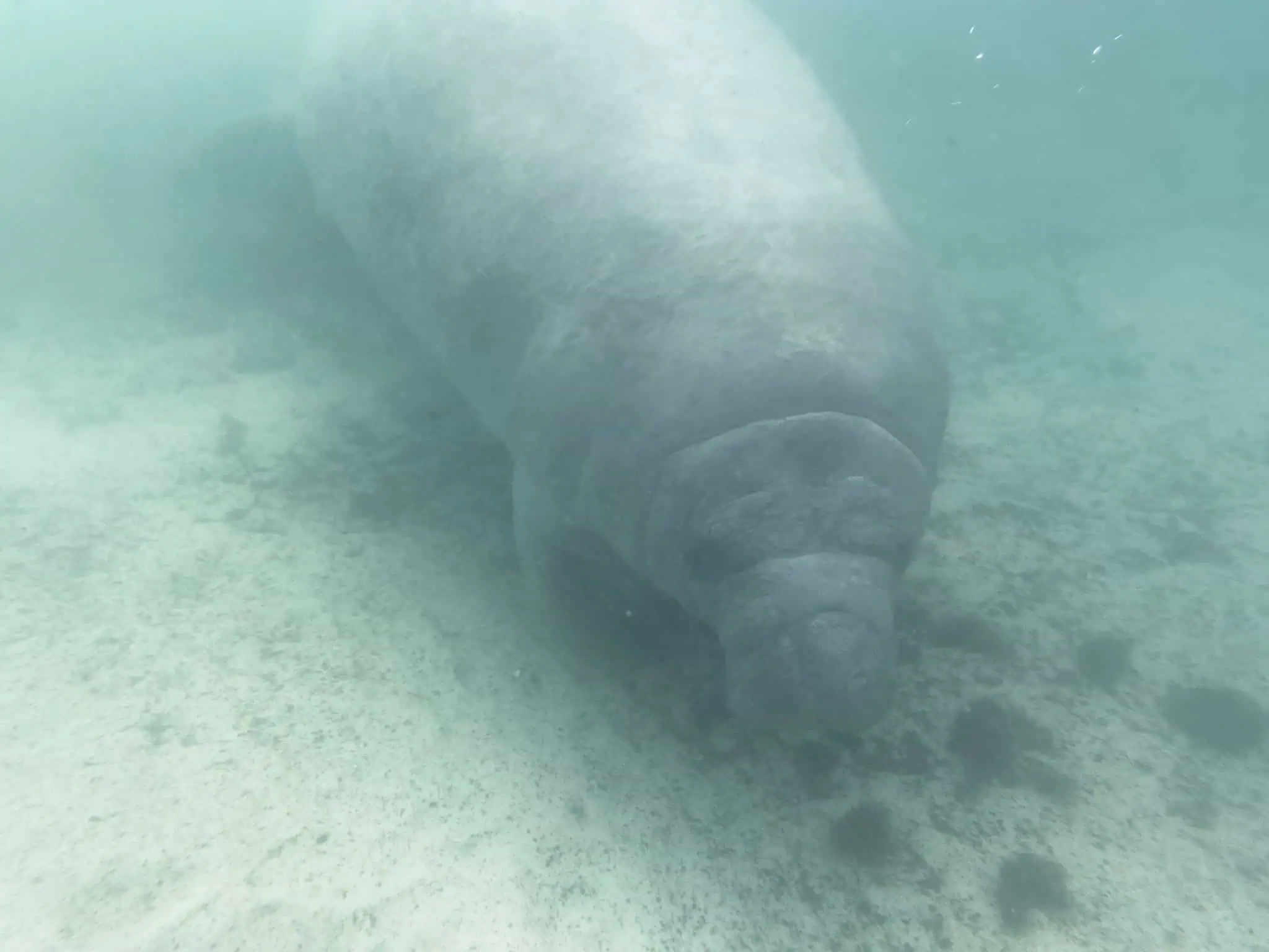 manatee swimming in Florida - How to Swim with Manatees in Florida