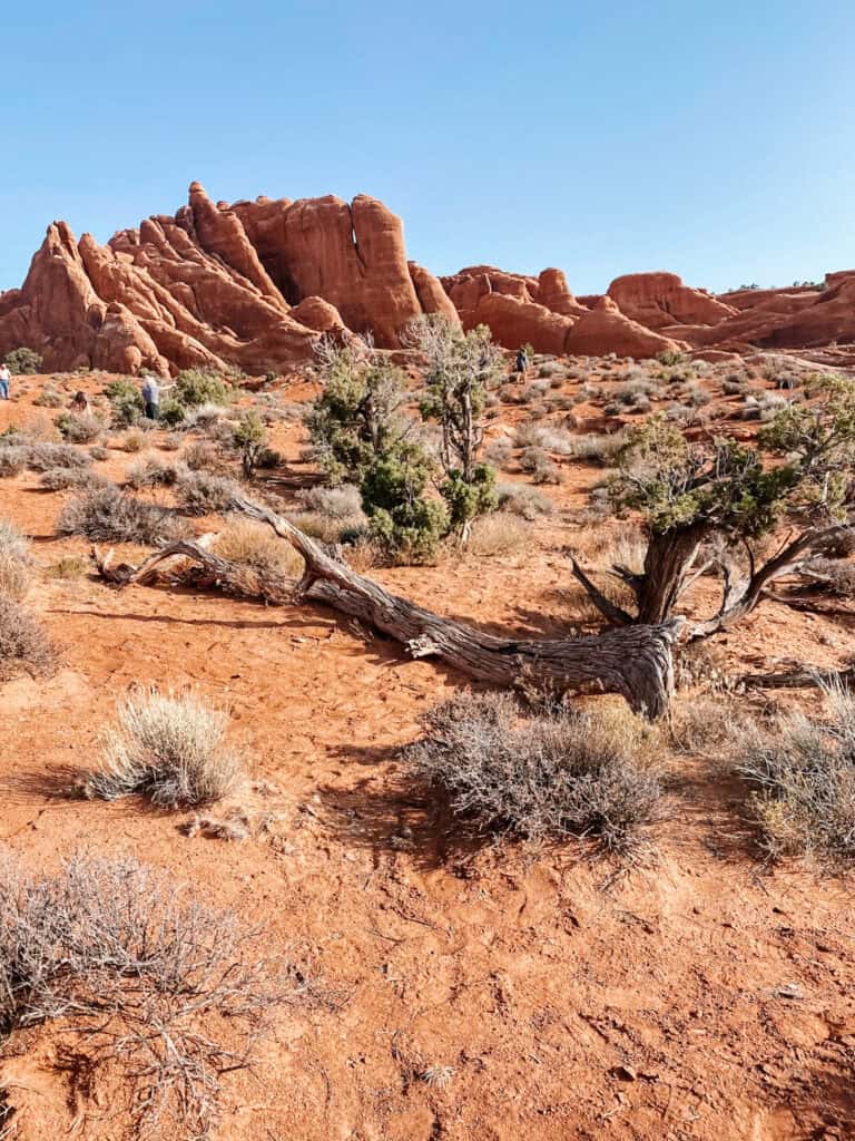 1 Day in Arches National Park