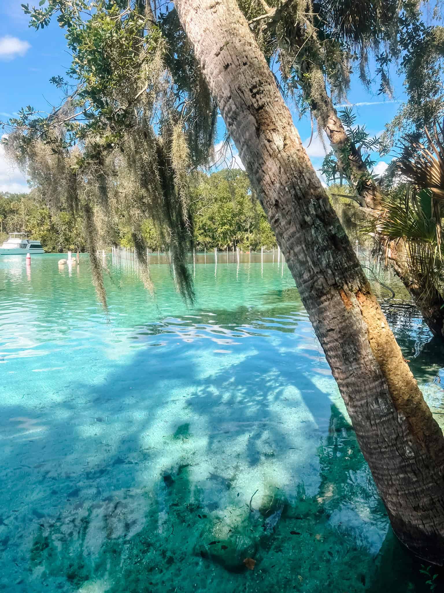 Silver Glen Springs Ocala; Free Orlando Florida Springs Guide