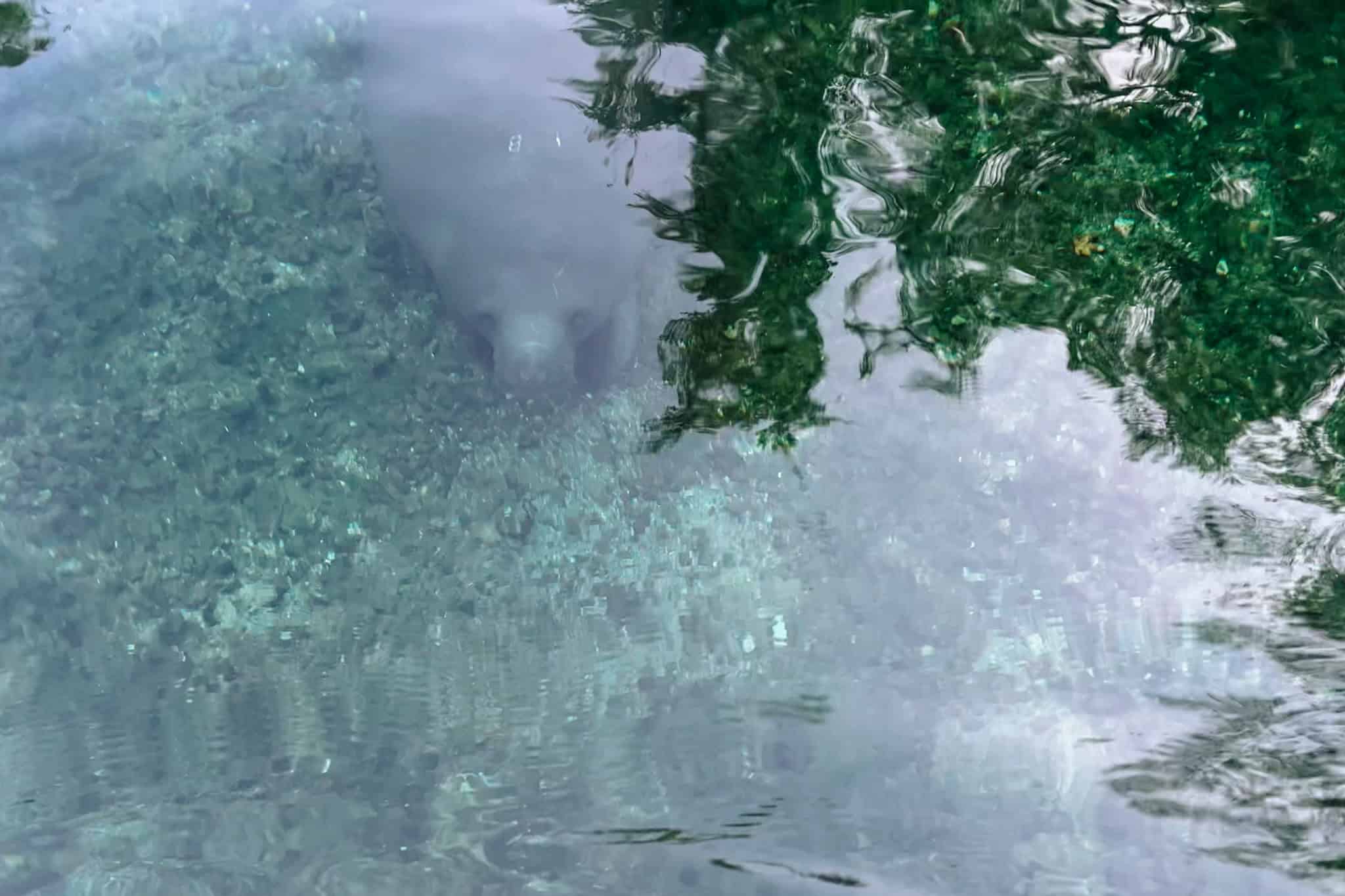 Blue Spring State Park Guide (By a Local): How to Enjoy in Winter vs Summer