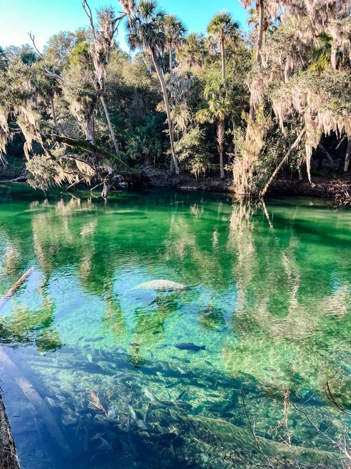 Visit Blue Spring Blue Spring State Park Guide (By a Local): How to Enjoy in Winter vs ...