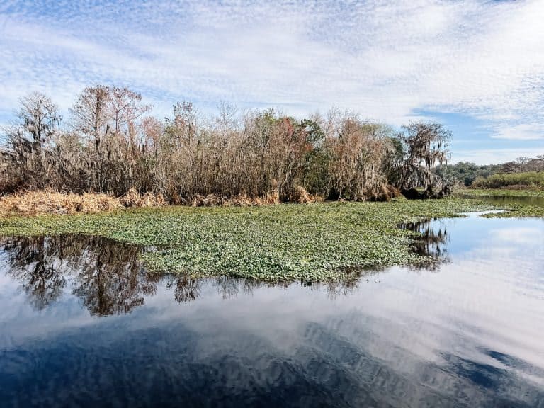Blue Spring State Park boat tour view