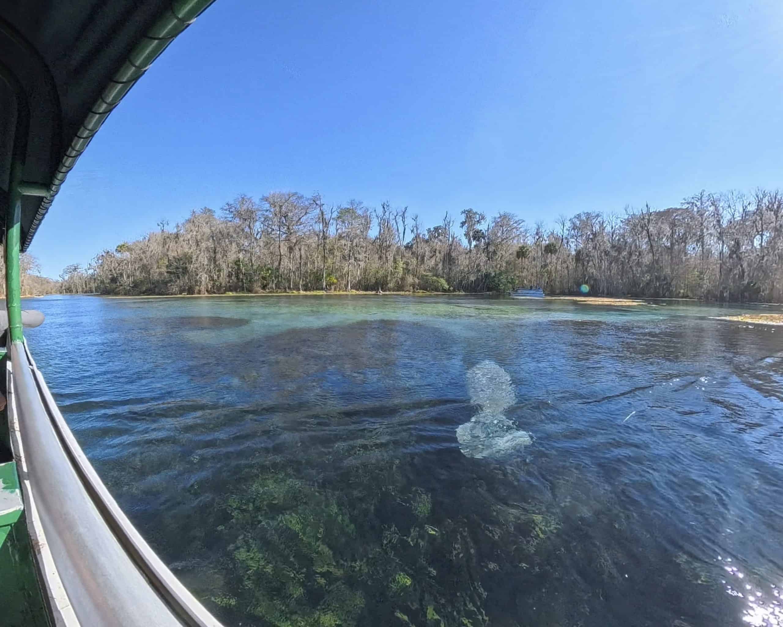 Cropped photo of manatee at Silver Springs with Insta360 X5 camera