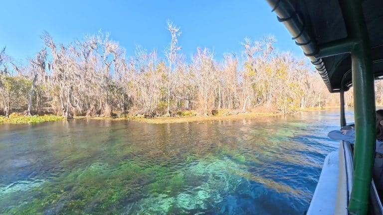 Insta360 X5 Review photo saved from video - Silver Springs glass bottom boat tour review