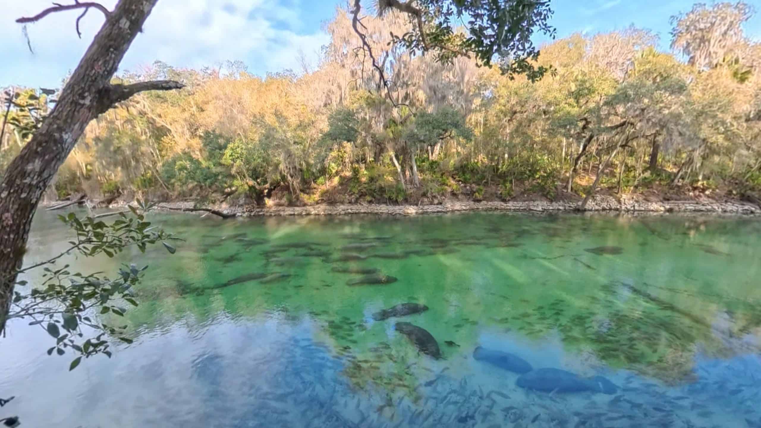 Snapshot of Blue Spring manatees on Insta360 X5