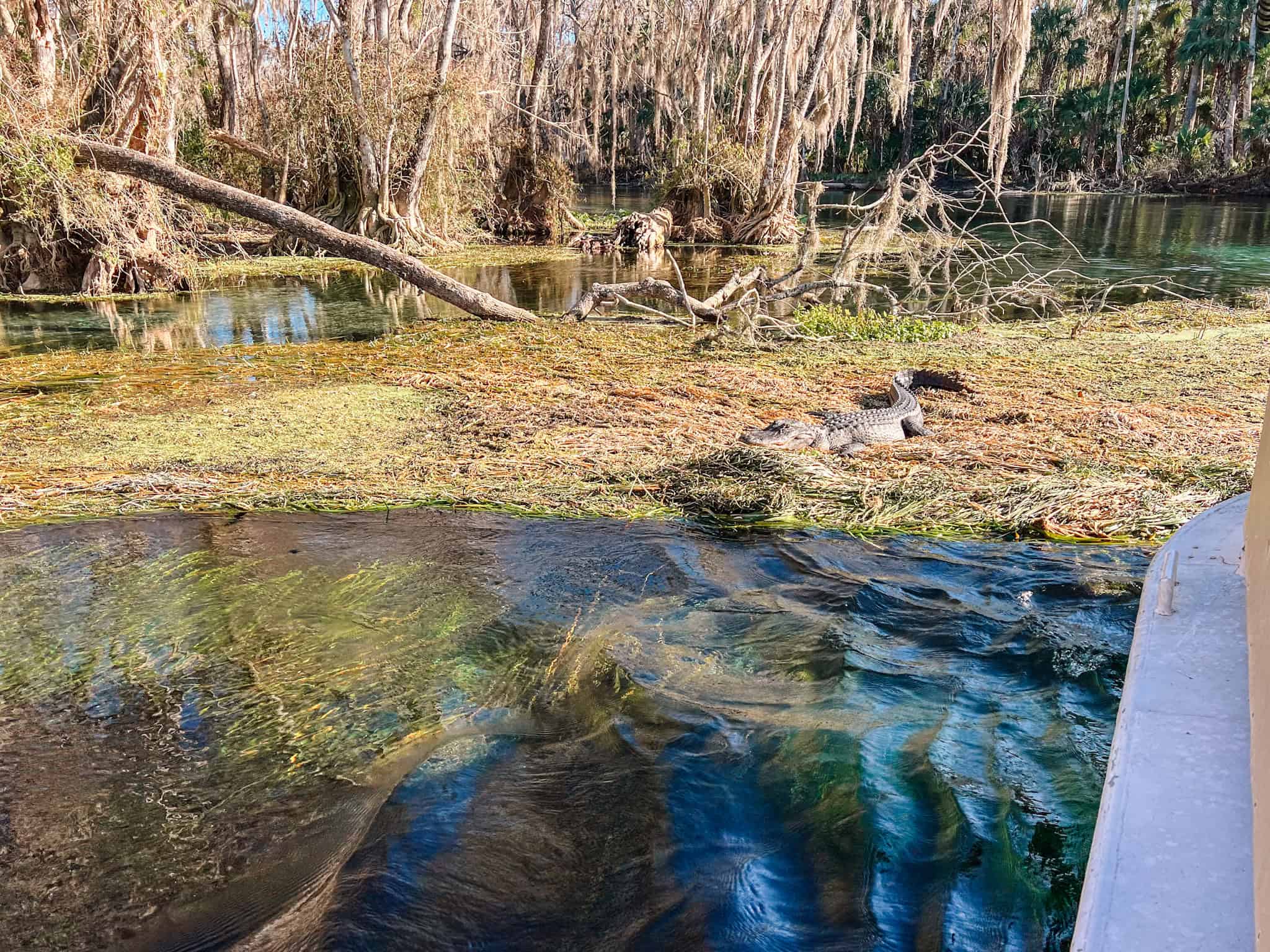 Alligator sunning on Silver Springs during glass bottom boat tour near Ocala, Florida