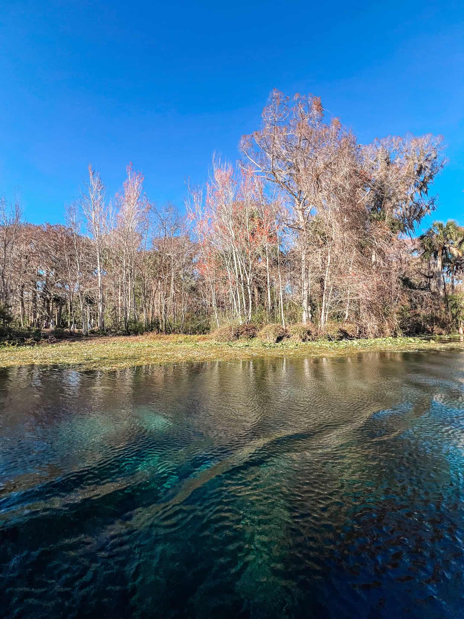 view during Silver Springs glass bottom boat tour