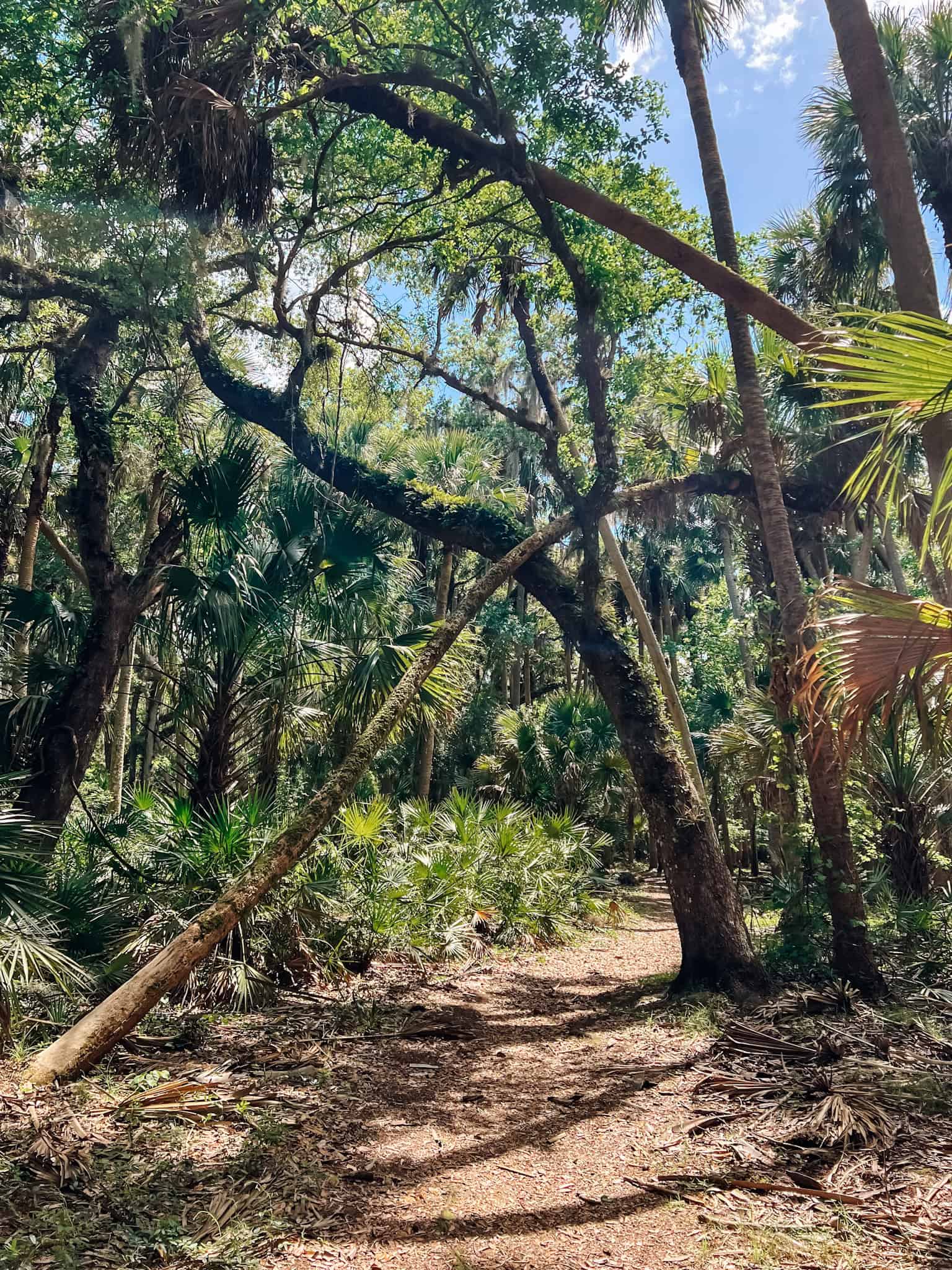 Hontoon Island nature trail