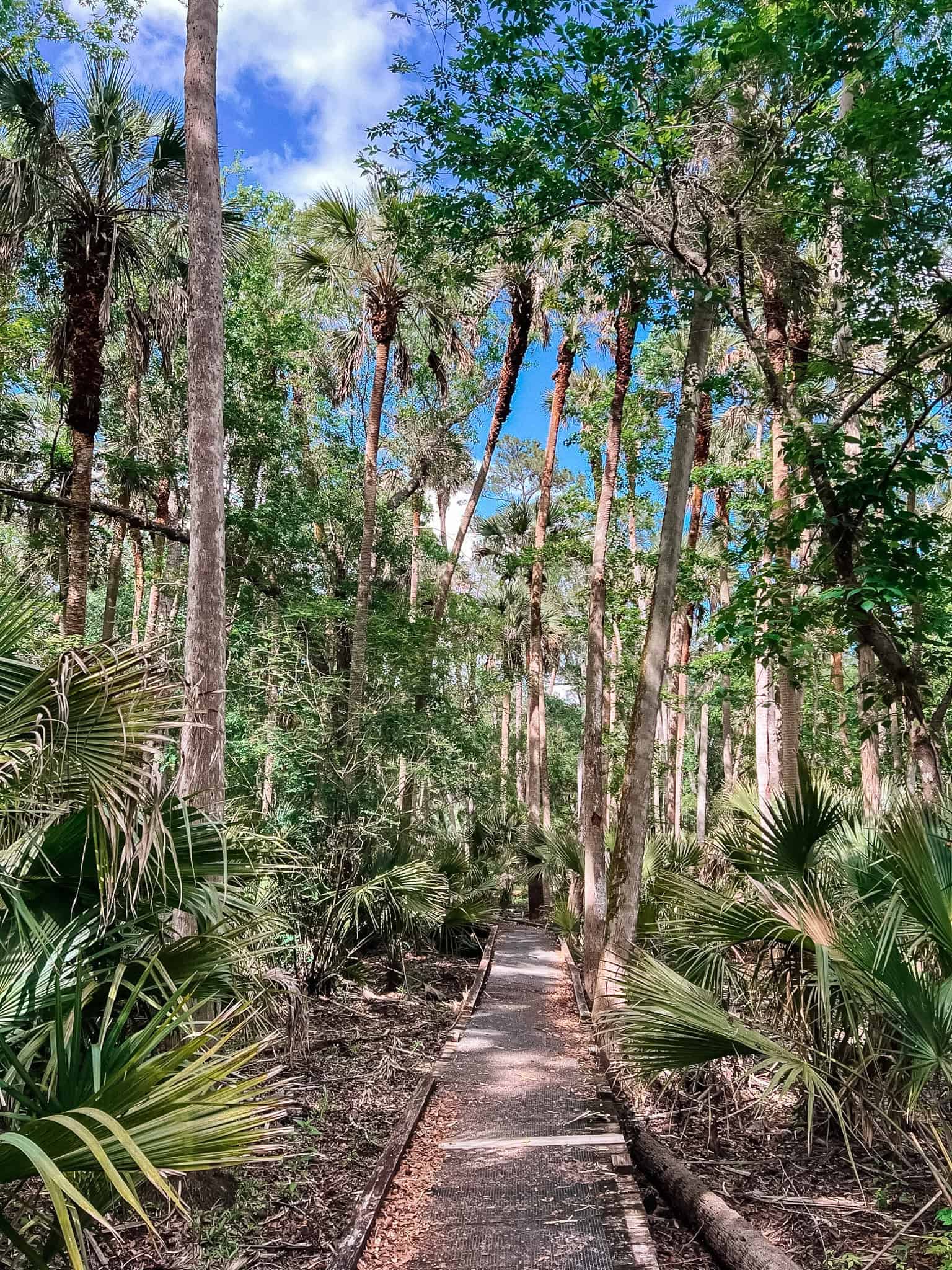 boardwalk on the wet trail - hontoon island