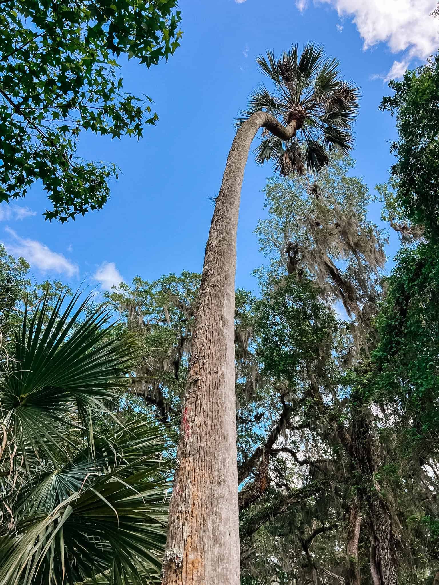 palm tree - hontoon island state park in Florida