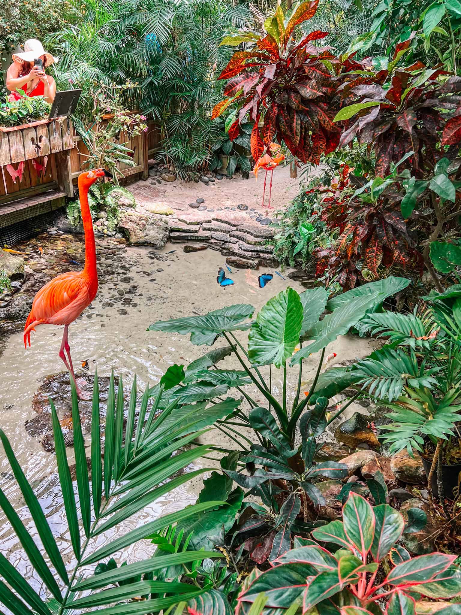 Flamingoes and Giant butterflies at Key West Butterfly and Nature Conservatory