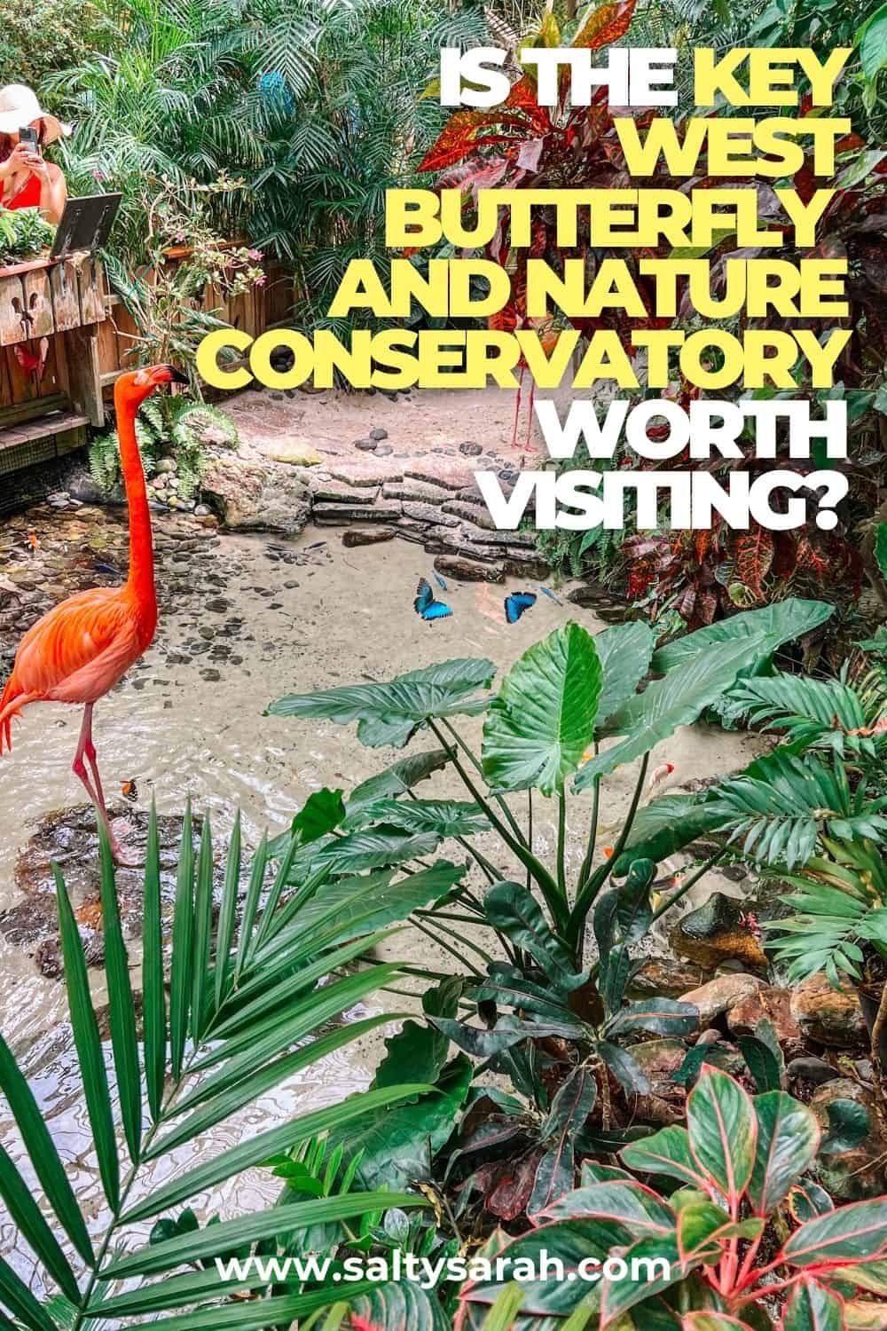 Is The Key West Butterfly and Nature Conservatory Worth Visiting? Pinterest Pin