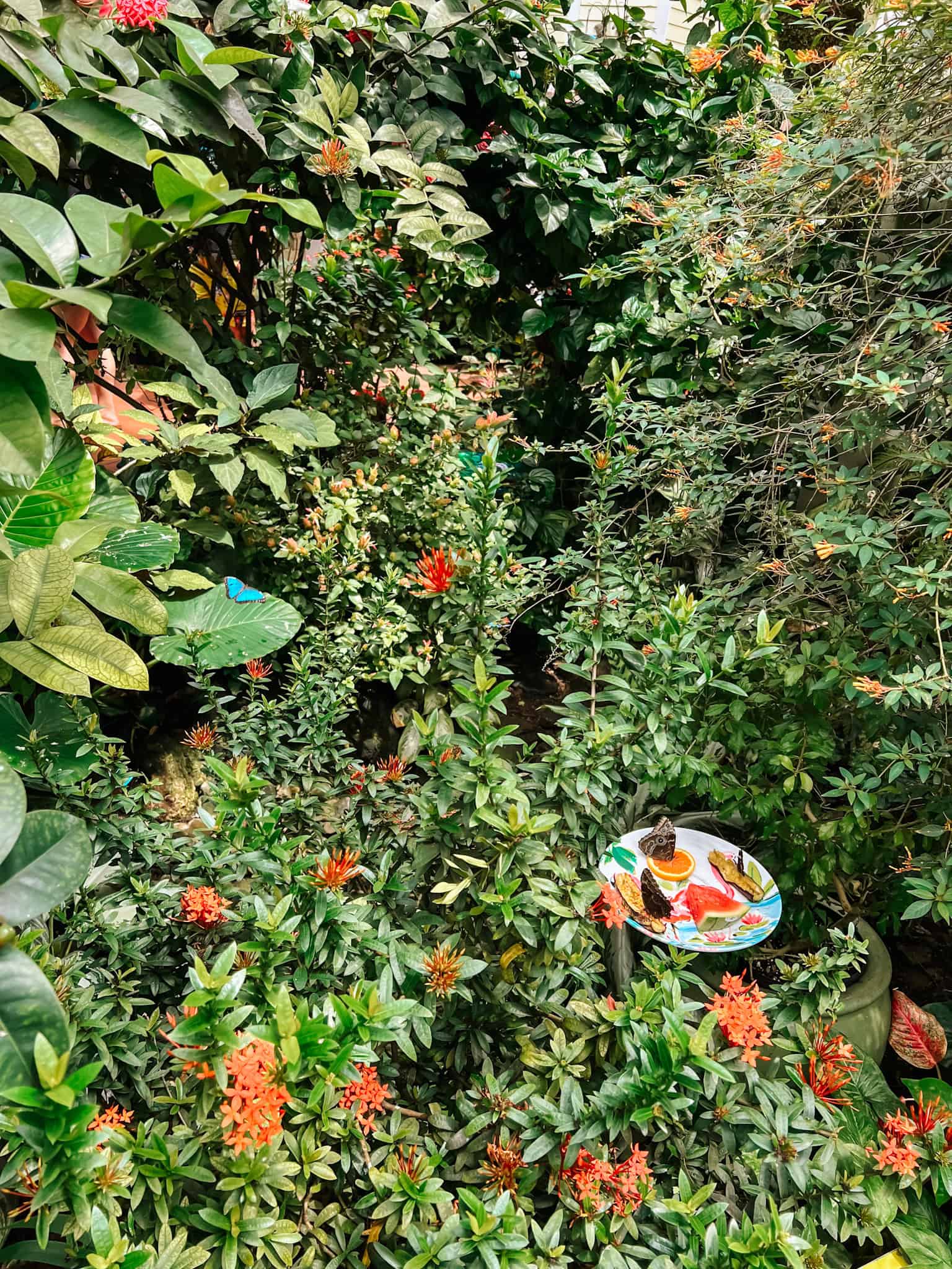 butterflies and plants; Is The Key West Butterfly Conservatory Worth Visiting?