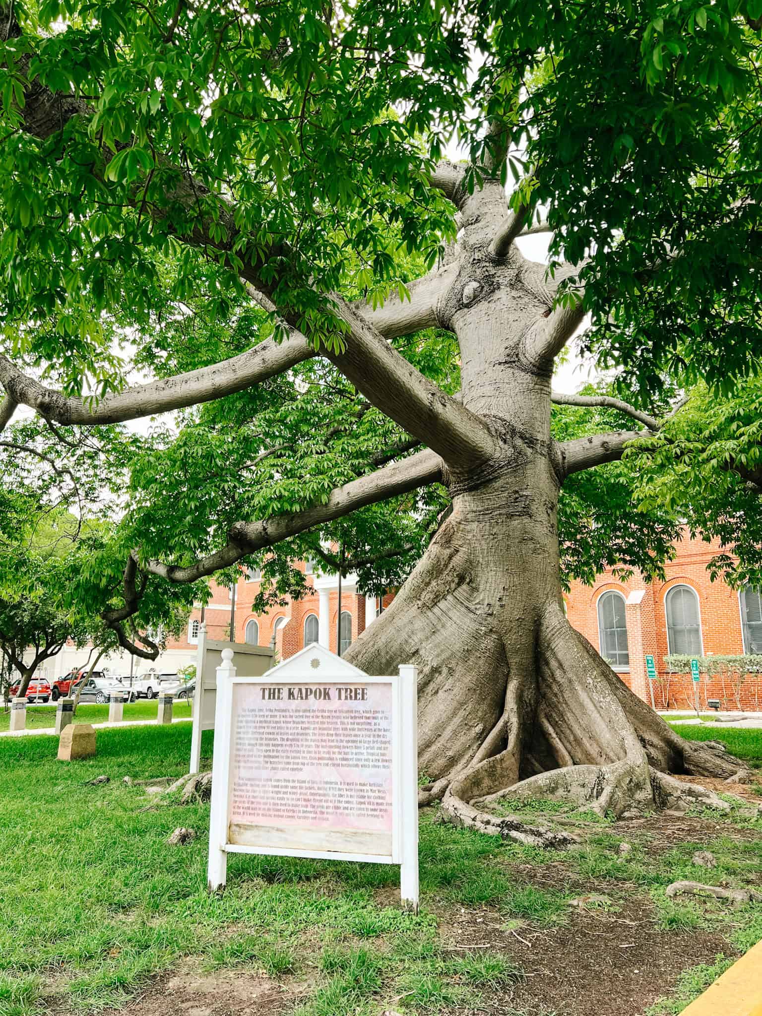 The Kapok Tree in Key West