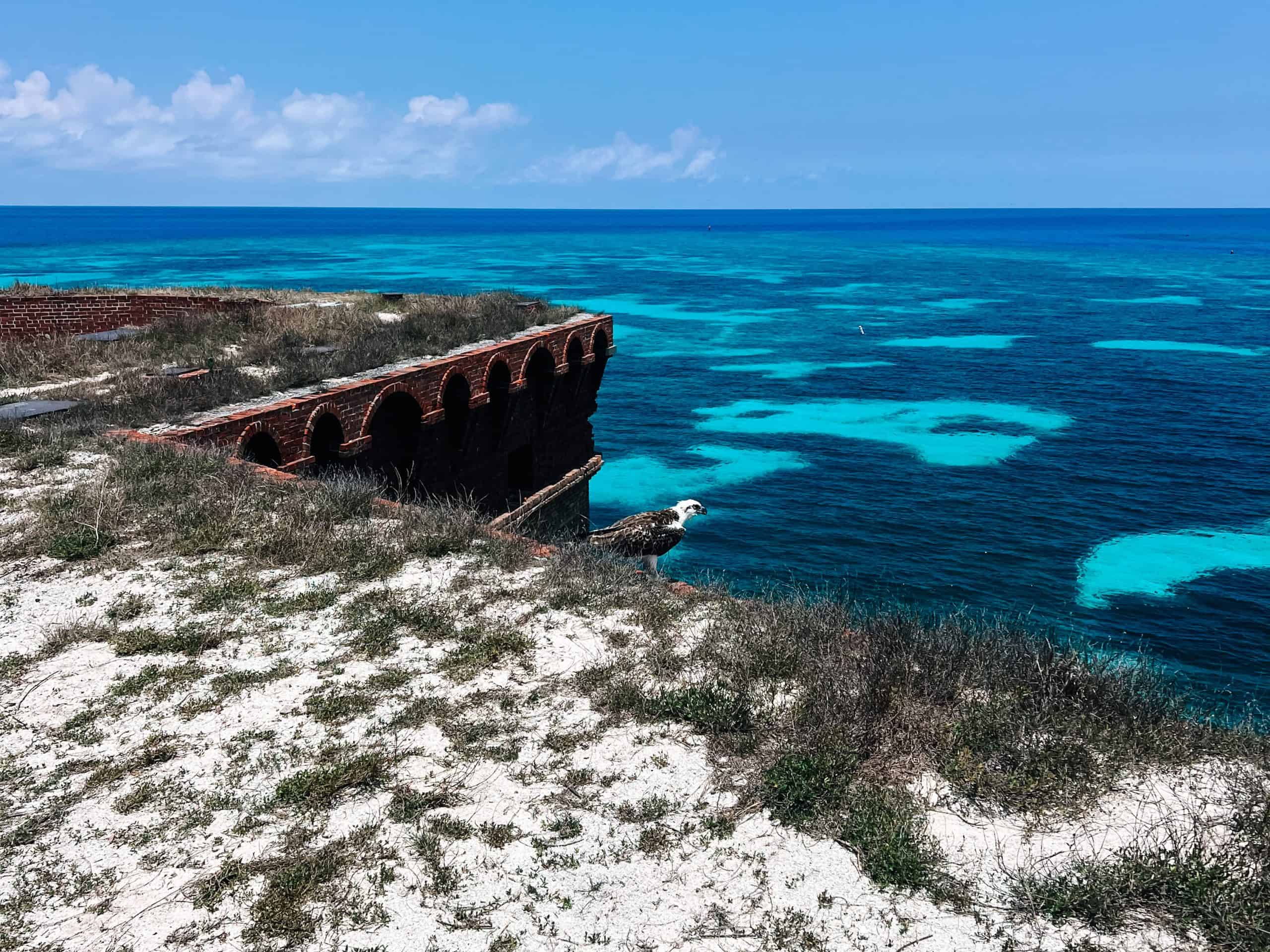 bird at Dry Tortugas National Park