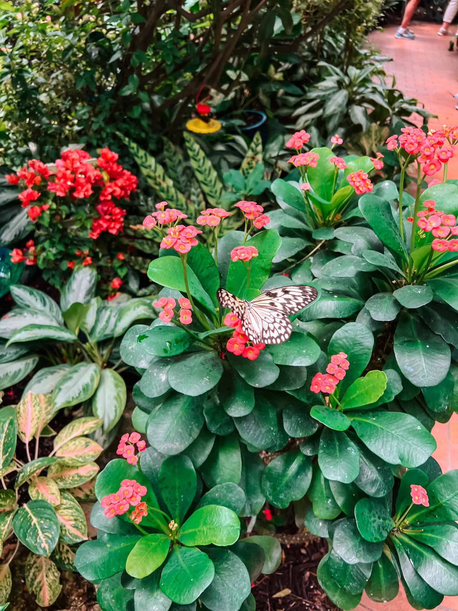 butterfly resting on a flower