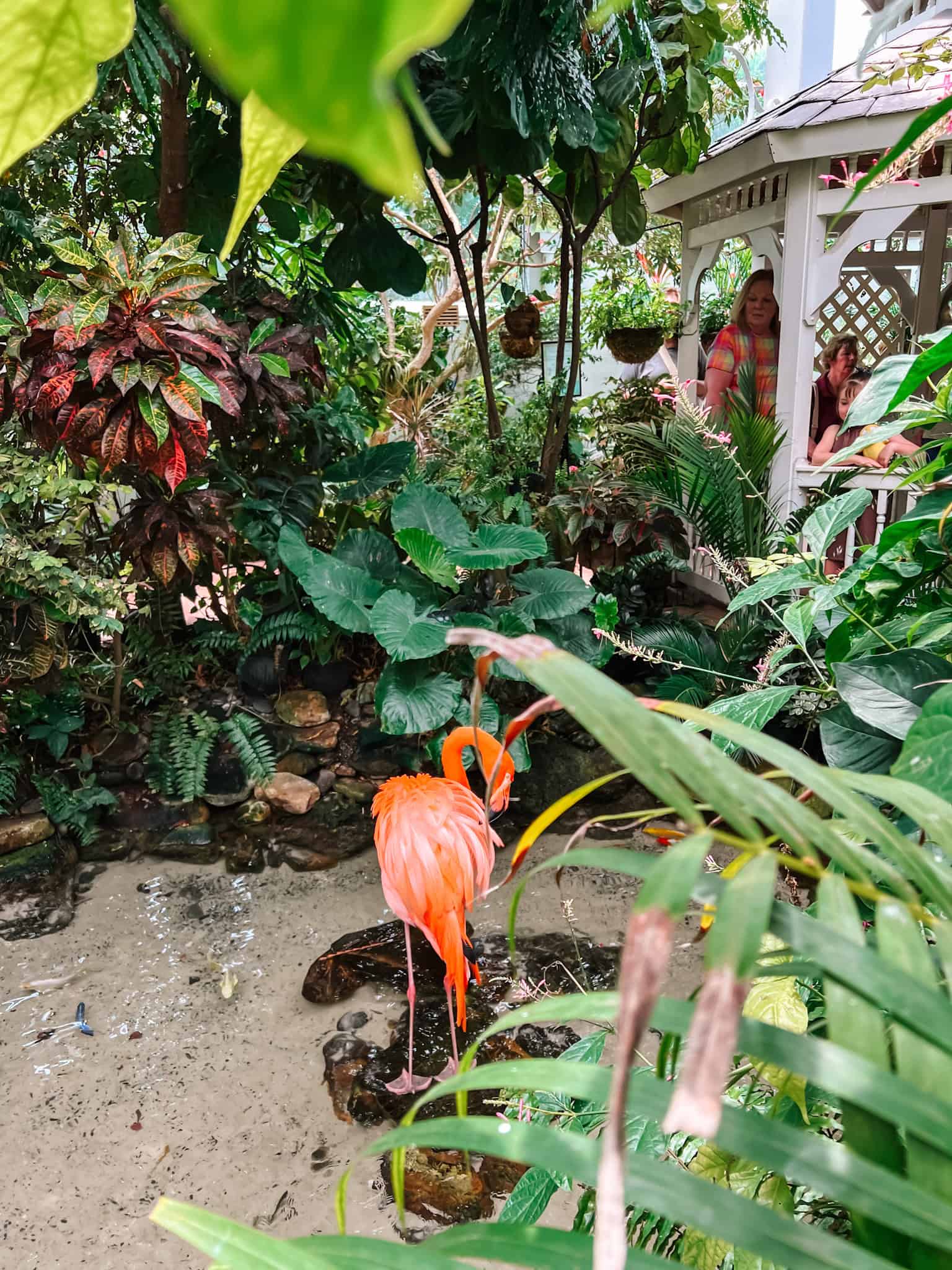 flamingo at The Key West Butterfly and Nature Conservatory