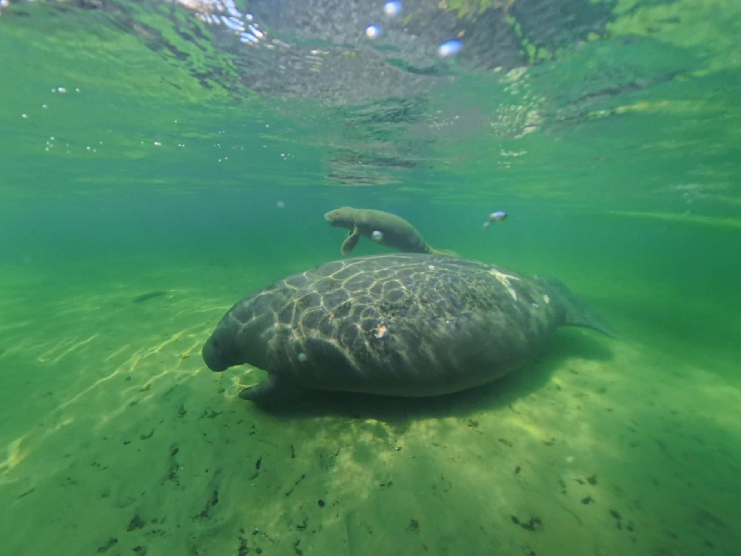 Mama and Baby manatee at Blue Spring State Park 2