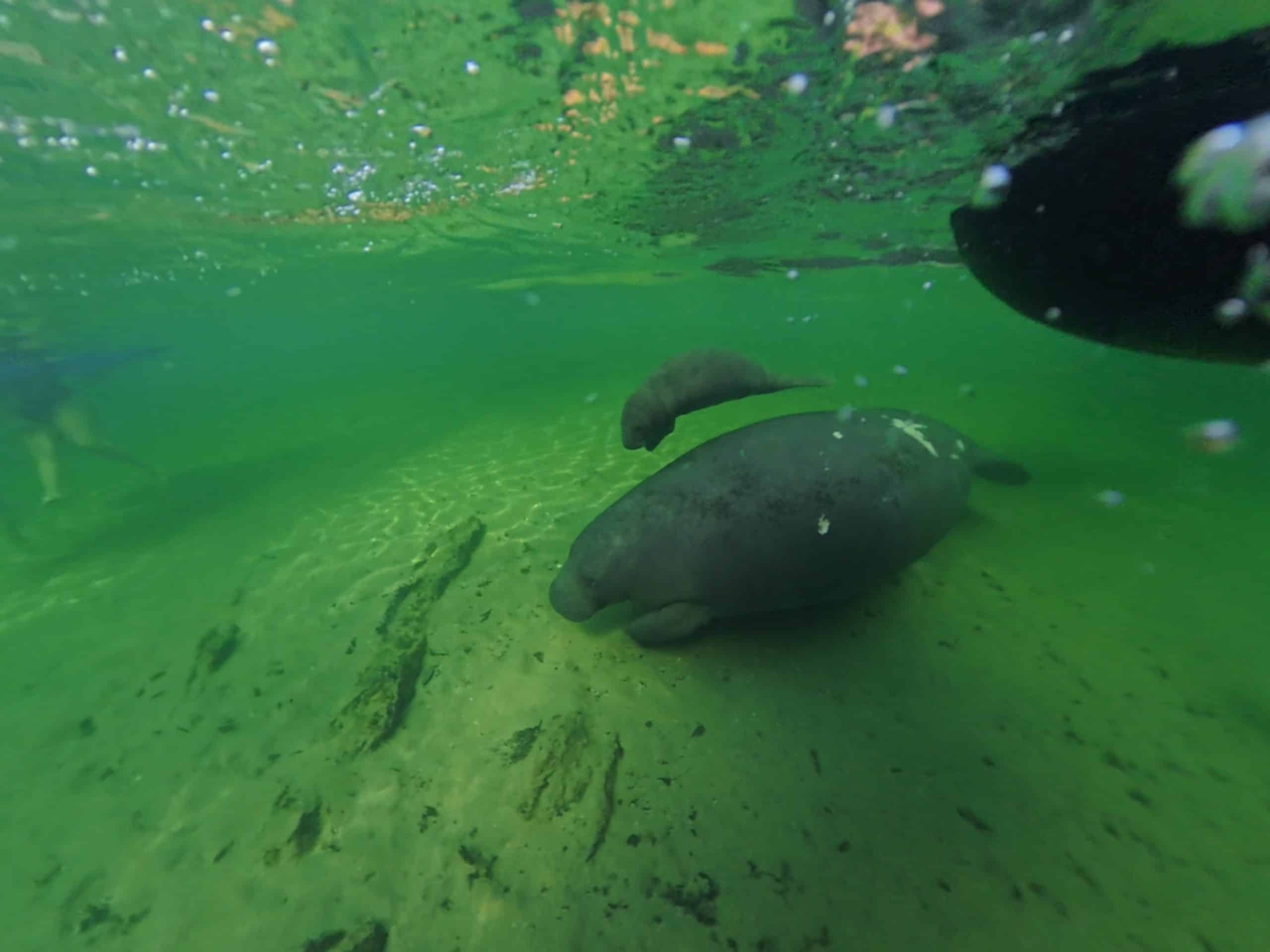 Mama and baby manatee